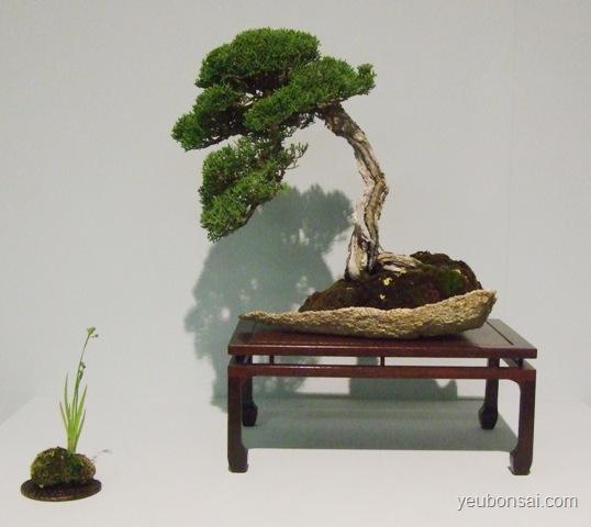 Bonsai, cây cảnh nghệ thuật, cay canh nghe thuat, cây thế, cay the, triển lãm cây cảnh nghệ thuật, trien lam cay canh nghe thuat